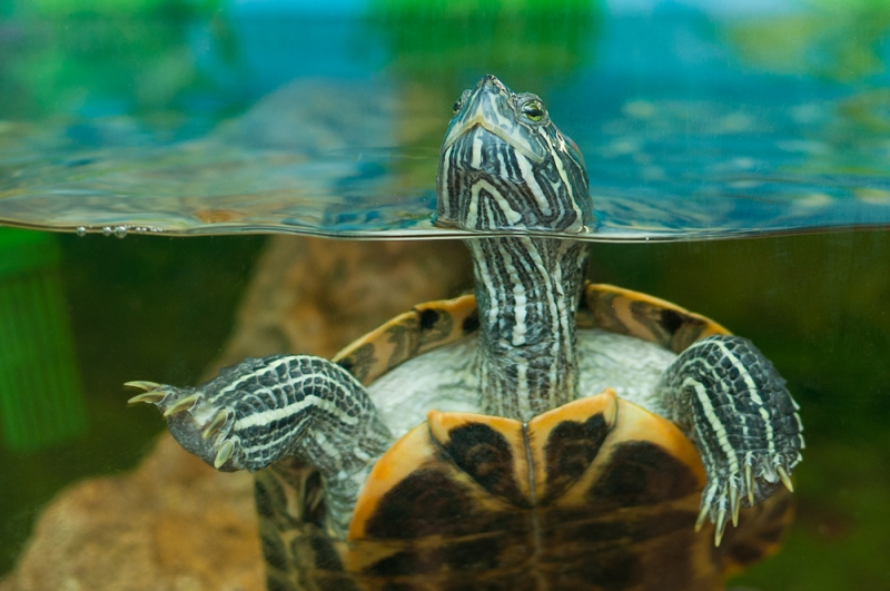 Как правильно ухаживать за красноухой черепахой?