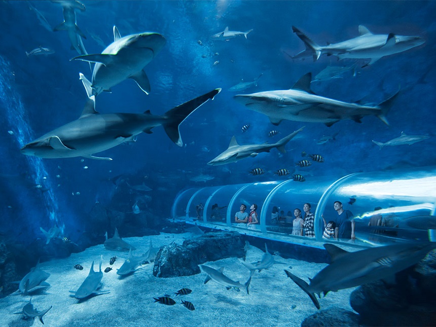 Создание подводного мира в аквариуме