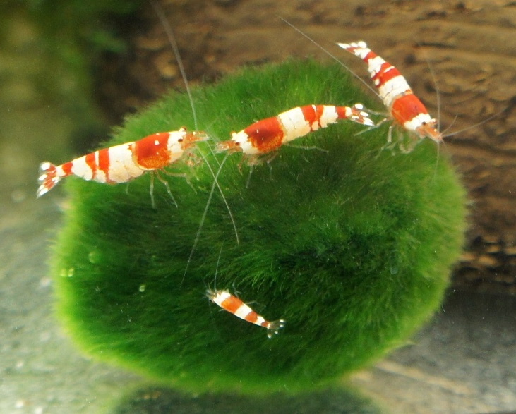 Кладофора – естественный фильтр в вашем аквариуме